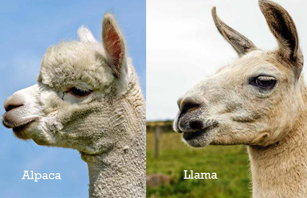 alpaca_vs_llama_1600x